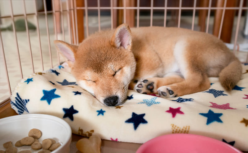 犬がお家で寝ている