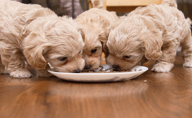 子犬のお食事