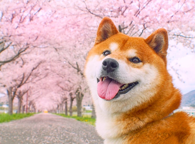 柴犬の全種類まとめ！犬種や毛色、顔タイプ、ミックスの特徴を紹介！