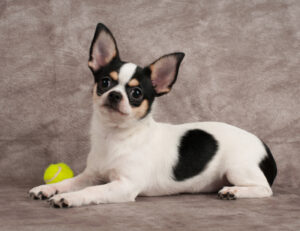 トライカラーのチワワ