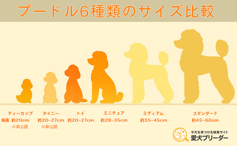 プードルとトイプードルの大きさ比較画像