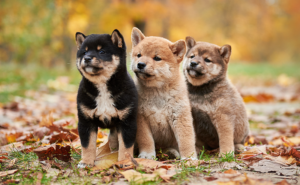 柴犬の毛色とかわいい子犬