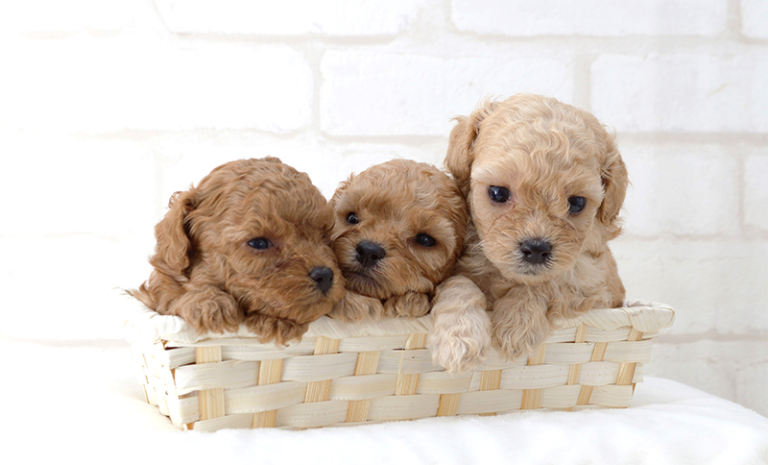 ブリーダーから子犬を飼うメリットとは。購入からお迎えまでの流れも解説