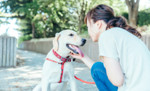 犬のブリーダーとは？仕事内容や優良・悪質ブリーダーを見分けるコツ