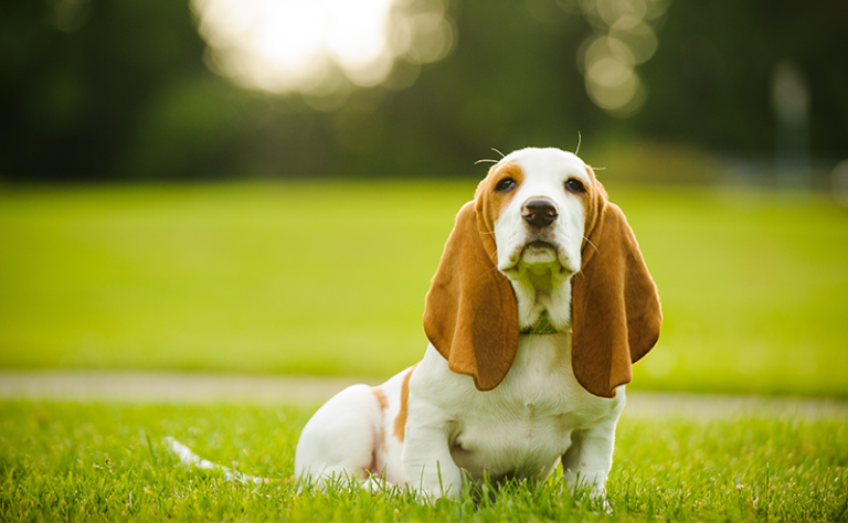 垂れ耳の犬種14選！それぞれの特徴や性格もご紹介
