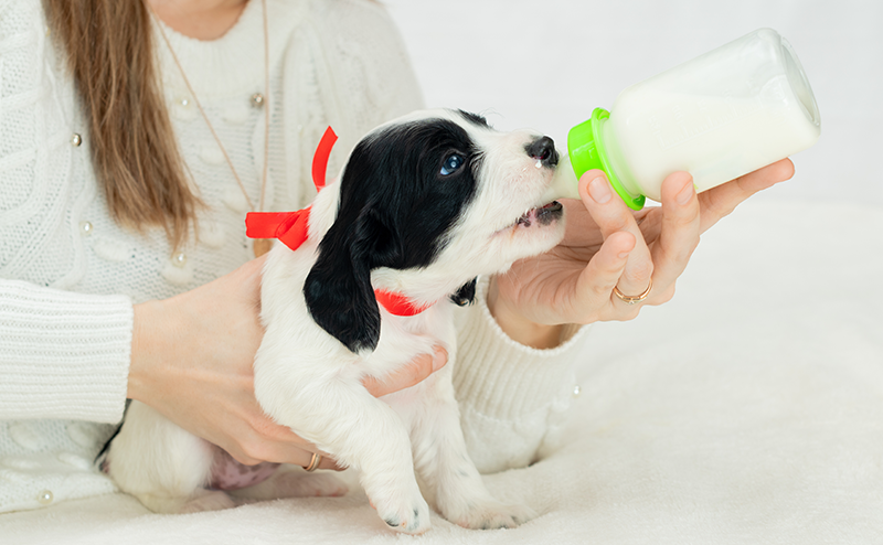 子犬を迎える準備｜初めて犬を飼う際に必要なものややっておくことを解説！｜愛犬ブリーダー