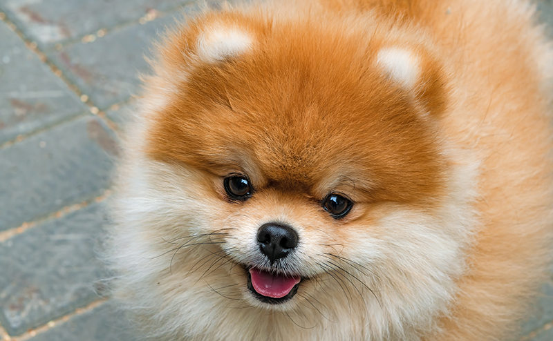 鼻の短いたぬき顔ポメラニアン