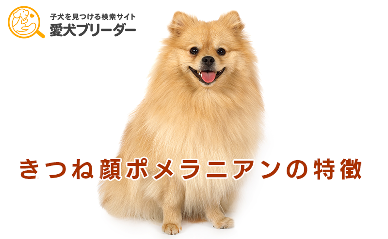 きつね顔のポメラニアン