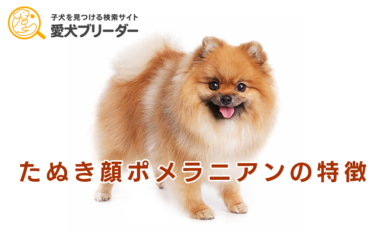 たぬき顔のポメラニアン