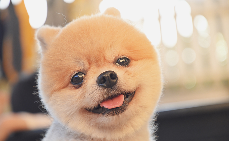 丸いカットが似合うたぬき顔のポメラニアン