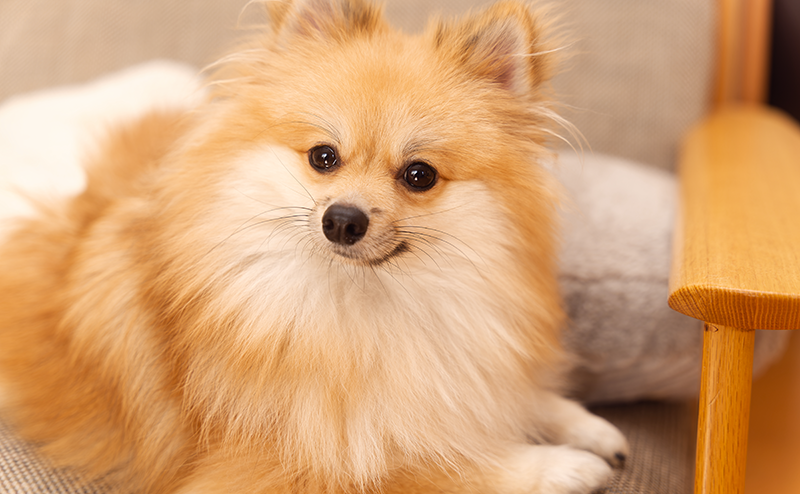 家でくつろぐきつね顔のポメラニアン