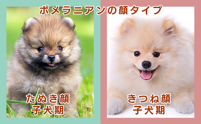 子犬期のきつね顔とたぬき顔のポメラニアン