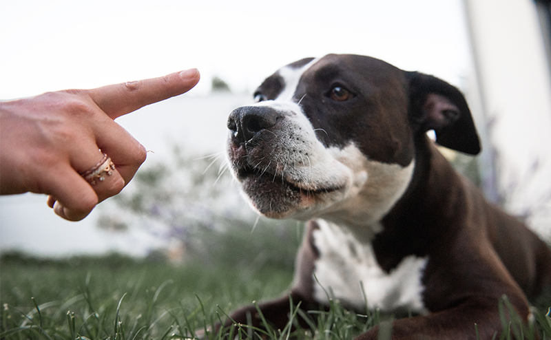 テリア系の犬が指示を受けている