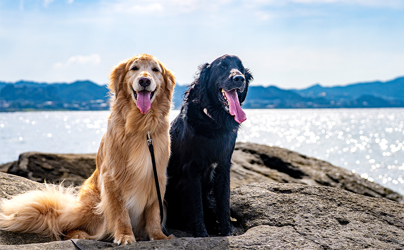 レトリバーは全部で6種類! 犬種ごとの特徴・性格・飼育のポイントをご紹介!