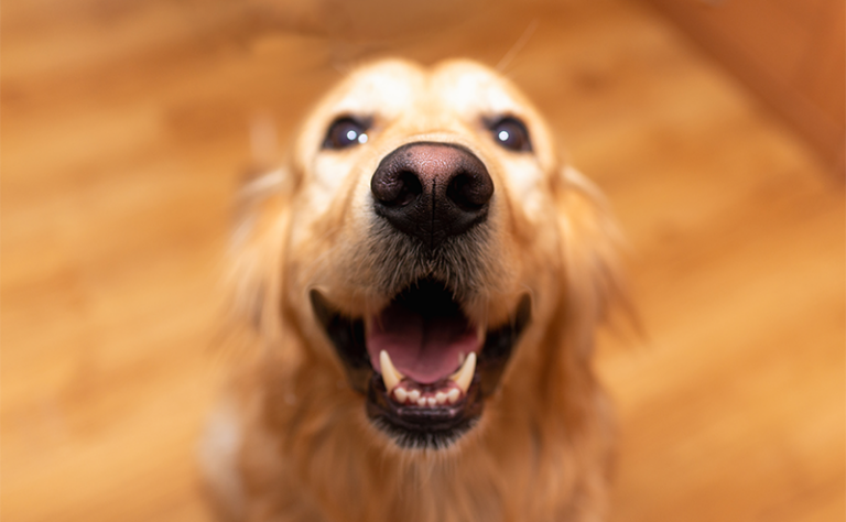 大型犬の種類一覧や性格、飼育時のチェックポイントなど徹底解説！