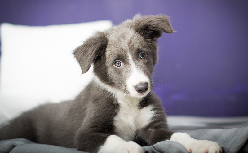 ブルー＆ホワイトのボーダーコリーの子犬