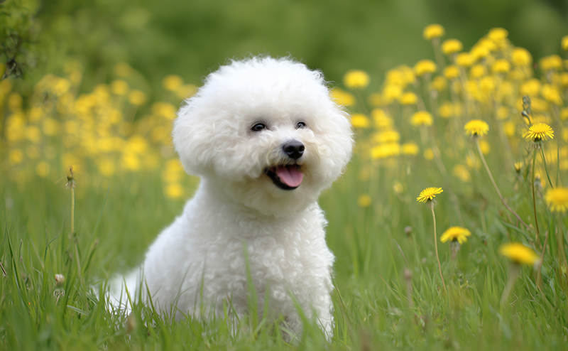 ビションフリーゼ