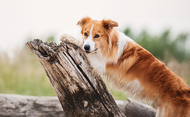 倒木に寄りかかるレッド＆ホワイトのボーダーコリー
