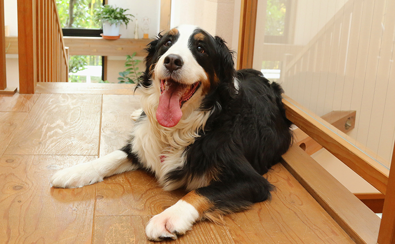 バーニーズマウンテンドッグ