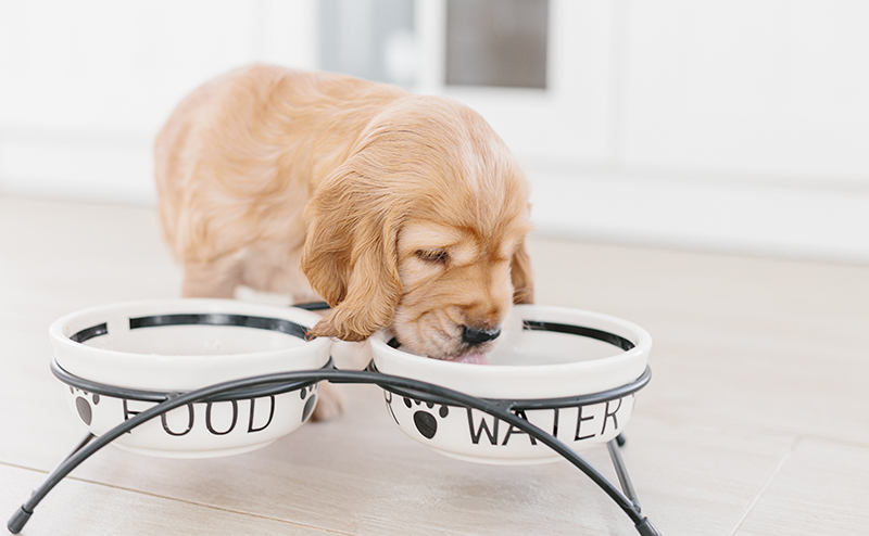 フードを食べ水を飲む犬