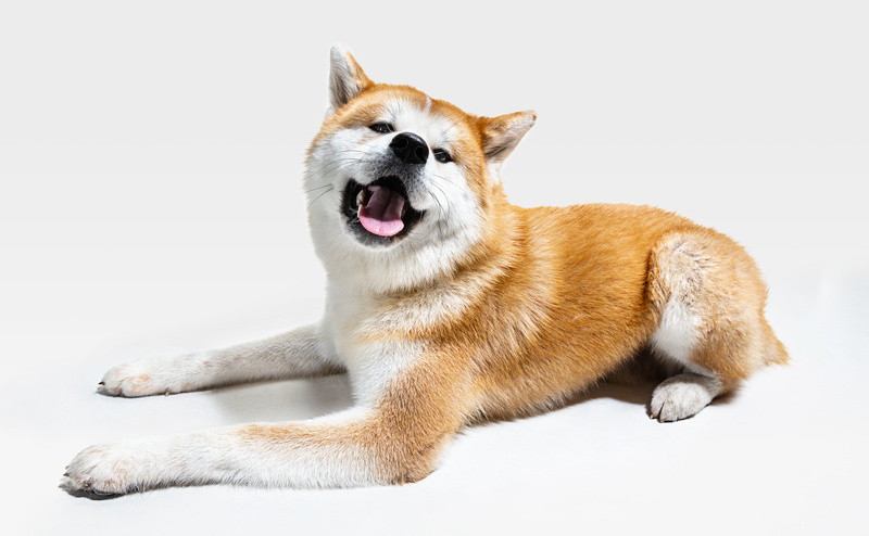 秋田犬