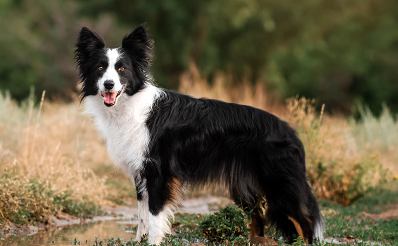 たたずむブラック＆ホワイトのボーダーコリー
