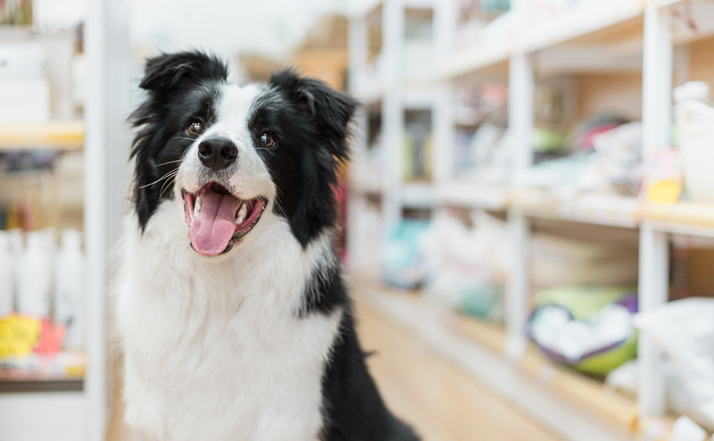 ニコニコのボーダーコリー