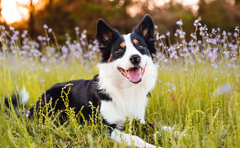 笑顔のトライカラーのボーダーコリー