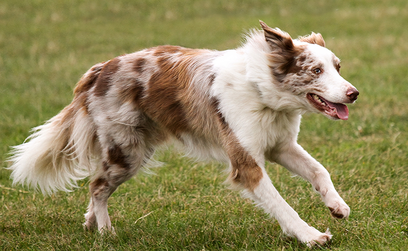 珍しいチョコマールのボーダーコリー