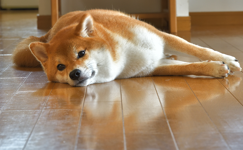 留守番をしながら部屋でくつろぐ柴犬