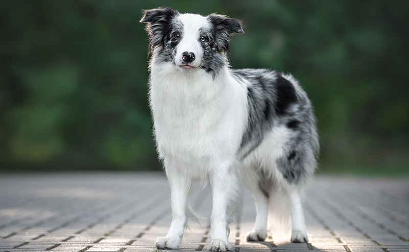 ブルーマールのボーダーコリー