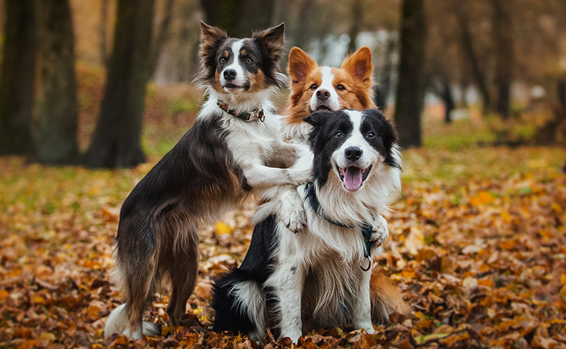 毛色の違う3匹のボーダーコリー