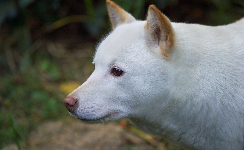北海道犬