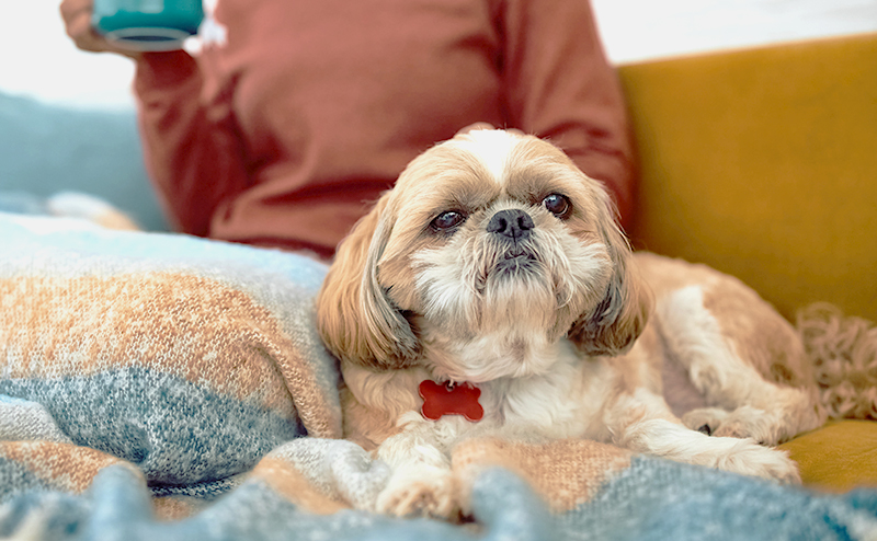 【サイズ別】おとなしい犬種15選！飼いやすい性格の見分け方や育て方は？