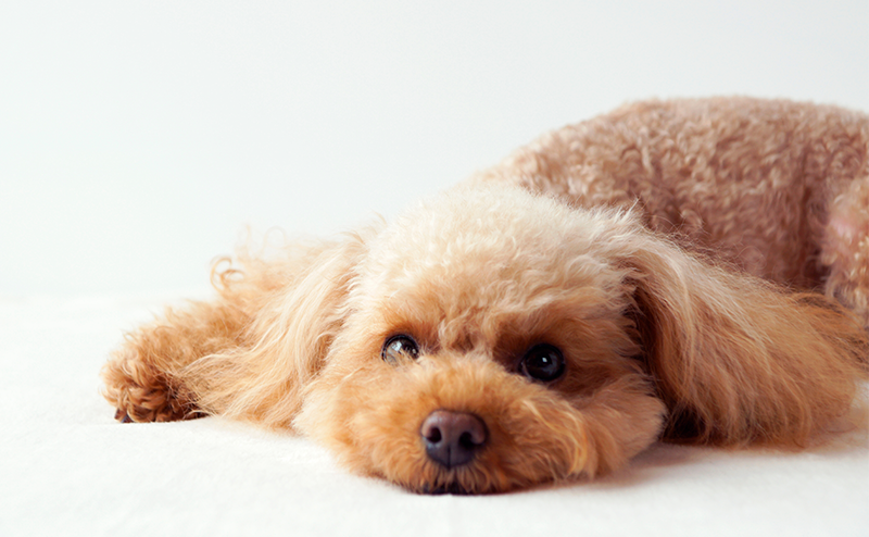 うつ伏せになっているトイプードル