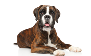 ブリンドルカラーのボクサー犬