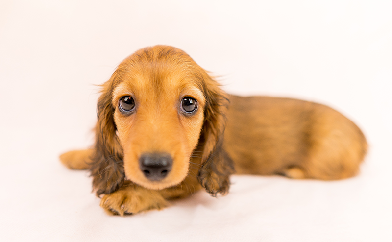 ミニチュアダックスフンドの子犬