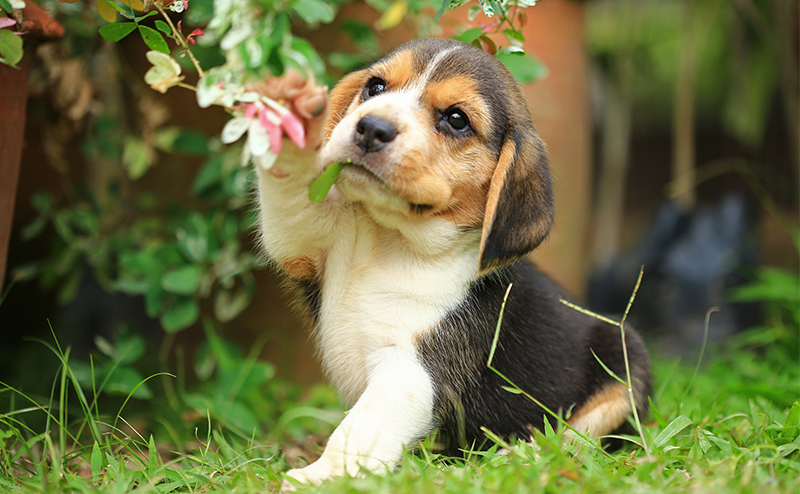 小枝をくわえるビーグルの子犬