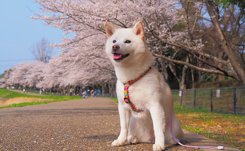 桜並木に笑顔で座る日本犬