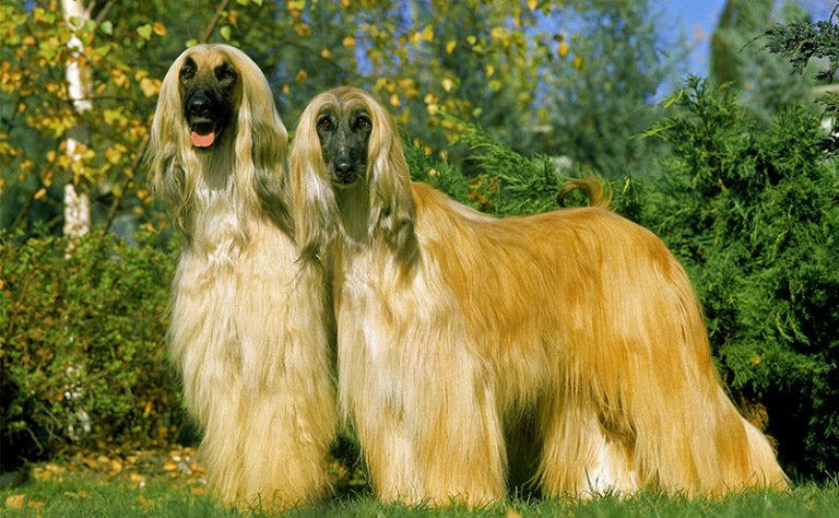 強い犬 凶暴な犬15頭！ピッドブルは強い？世界最強は？日本で警戒されて