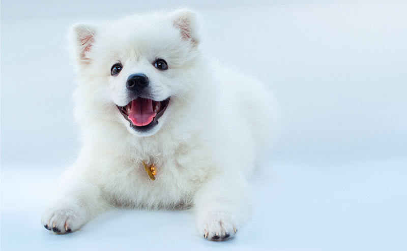 笑顔がかわいい白い犬