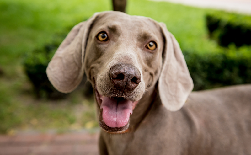 笑顔でこちらを見るワイマラナー