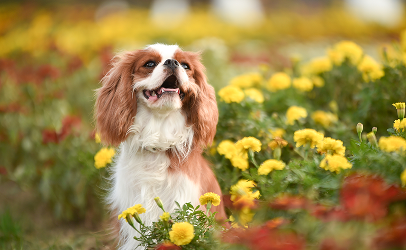 花に囲まれて幸せそうなキャバリア