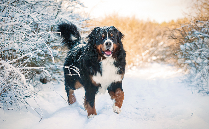 バーニーズマウンテンドッグ