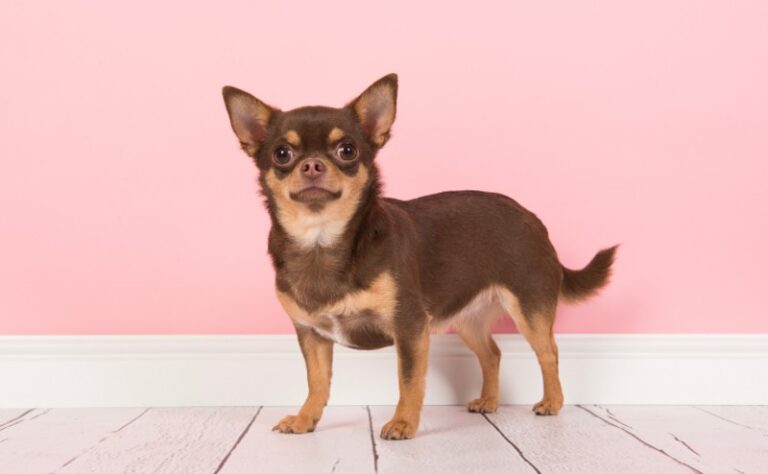 いつまでも小さい犬種18選！大きくならない小型犬・超小型犬とは？