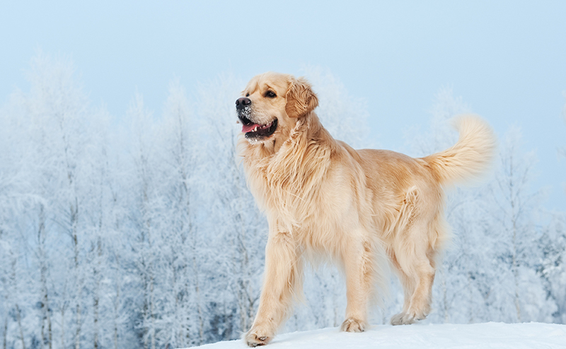 ゴールデンレトリーバー