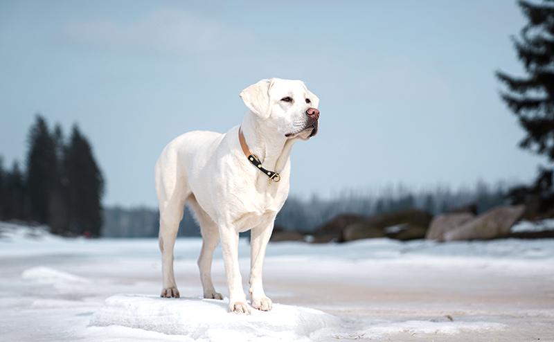 ラブラドールレトリバー