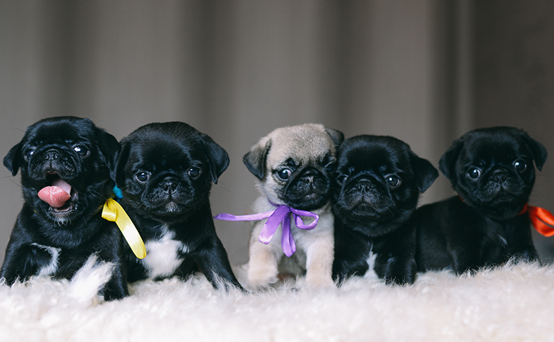5匹の子犬のパグ