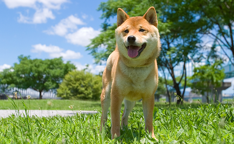 柴犬