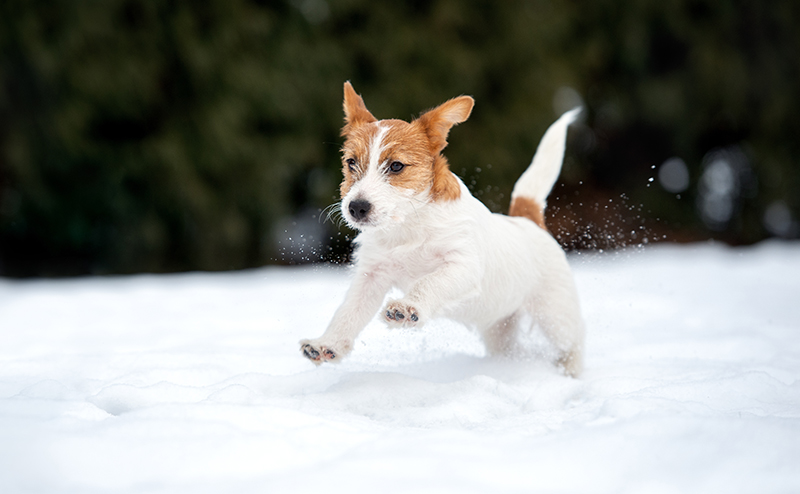 ジャックラッセルテリア